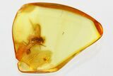 Two Small Fossil Spiders and a Long-Legged Fly in Baltic Amber #352833-1